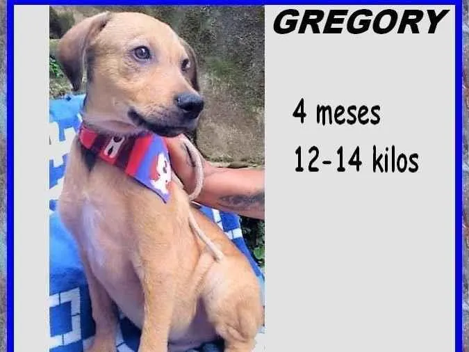 Cachorro ra a SRD-ViraLata idade 2 a 6 meses nome Gregory