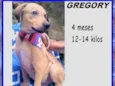 Gregory