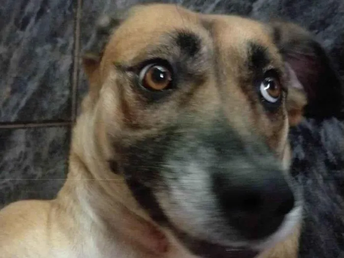 Cachorro ra a SRD-ViraLata idade 3 anos nome Ravena 