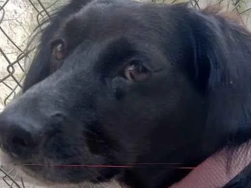 Cachorro ra a SRD-ViraLata idade 3 anos nome Jade 