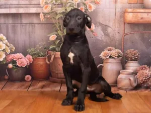 Cachorro raça SRD-ViraLata idade 2 a 6 meses nome Bento 