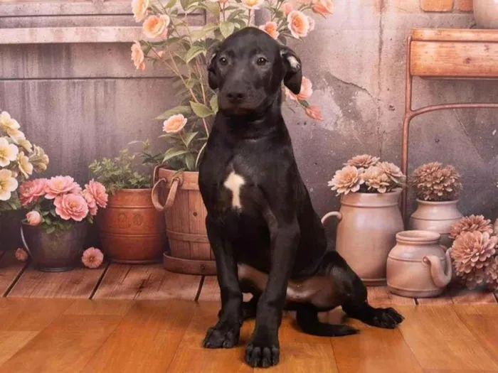 Cachorro ra a SRD-ViraLata idade 2 a 6 meses nome Bento 