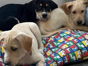 Cachorro raça SRD-ViraLata idade 2 a 6 meses nome Filhotes 