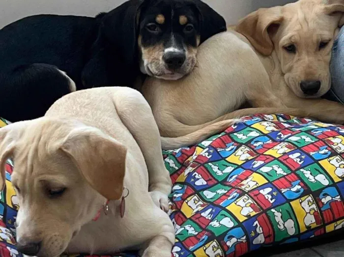 Cachorro ra a SRD-ViraLata idade 2 a 6 meses nome Filhotes 