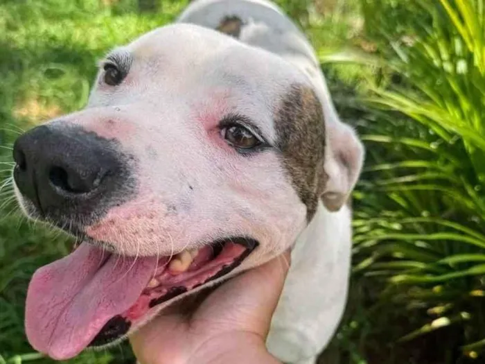 Cachorro ra a Pit-Bull idade 2 anos nome Theo 