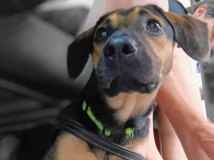 Cachorro ra a SRD-ViraLata idade 7 a 11 meses nome Billy 