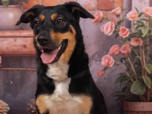 Cachorro raça SRD-ViraLata idade 2 anos nome Kyara 