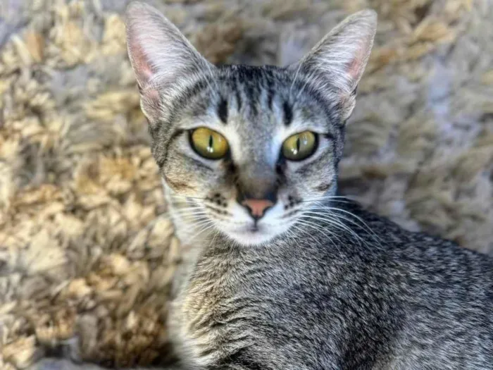 Gato ra a SRD-ViraLata idade 1 ano nome Sophie 