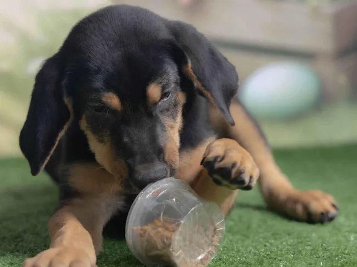 Cachorro ra a SRD-ViraLata idade 2 a 6 meses nome Tom