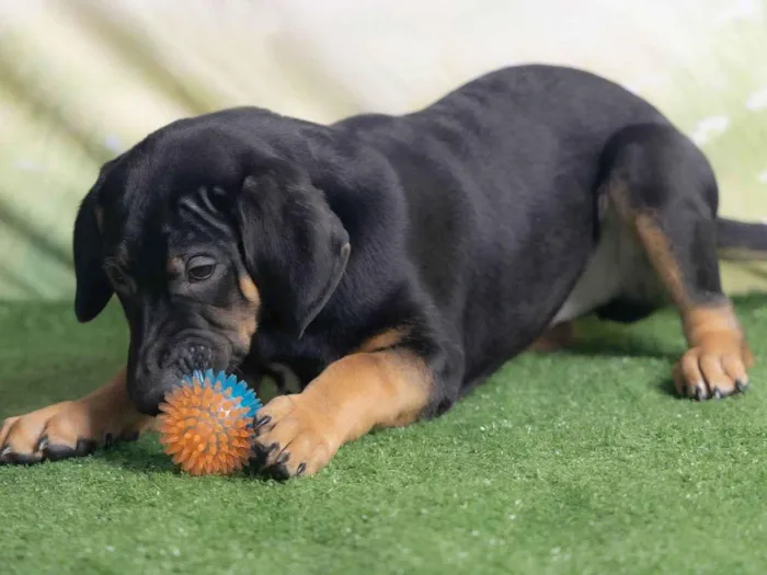 Cachorro ra a SRD-ViraLata idade 2 a 6 meses nome Jerry 
