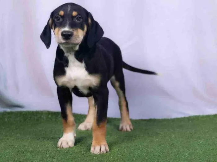 Cachorro ra a SRD-ViraLata idade 2 a 6 meses nome Léo 