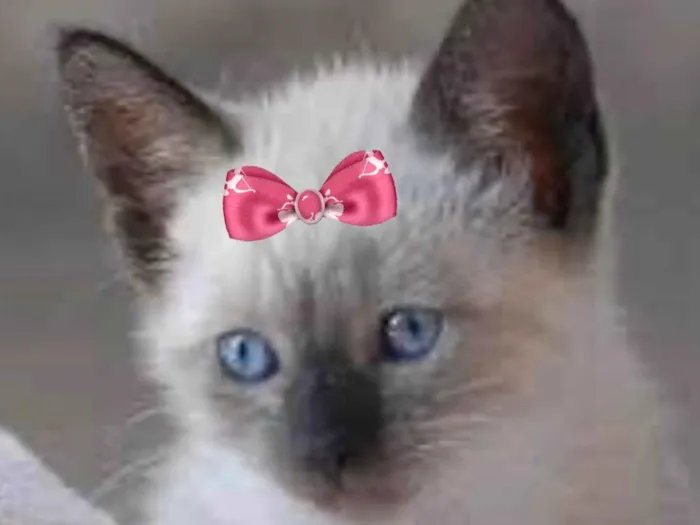 Gato ra a Siamês idade 2 a 6 meses nome Cristal 