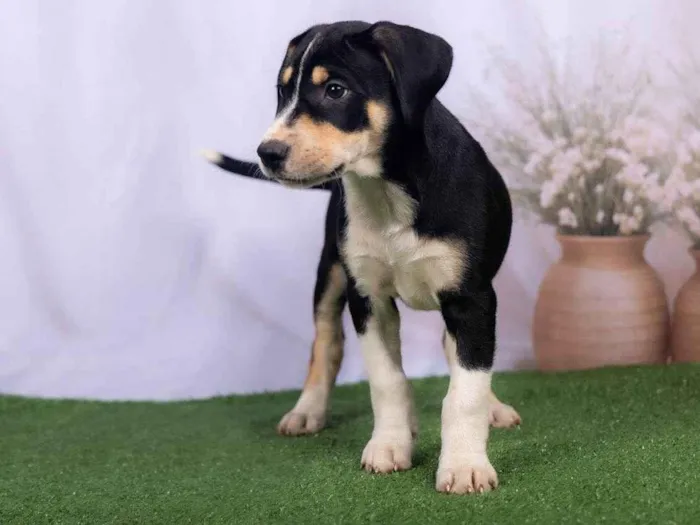 Cachorro ra a SRD-ViraLata idade 2 a 6 meses nome Lenne 