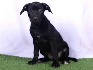 Cachorro raça SRD-ViraLata idade 2 a 6 meses nome Lia