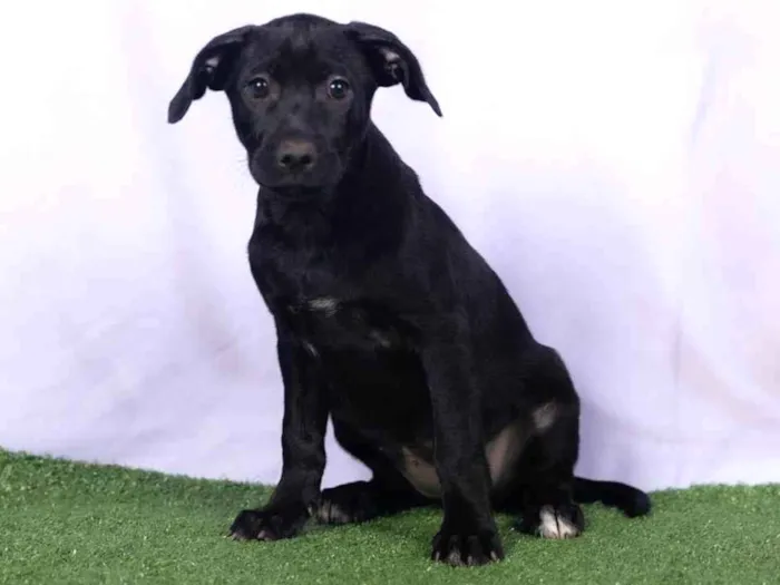 Cachorro ra a SRD-ViraLata idade 2 a 6 meses nome Lia