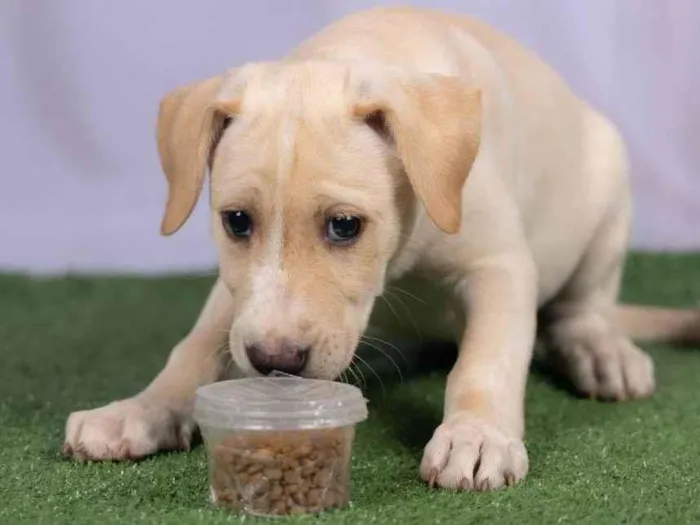 Cachorro ra a SRD-ViraLata idade 2 a 6 meses nome Liz