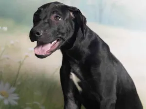 Cachorro raça SRD-ViraLata idade 2 a 6 meses nome Bento 