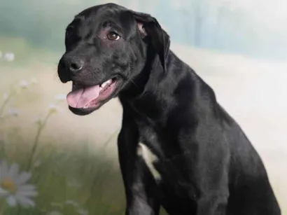 Cachorro raça SRD-ViraLata idade 2 a 6 meses nome Bento 