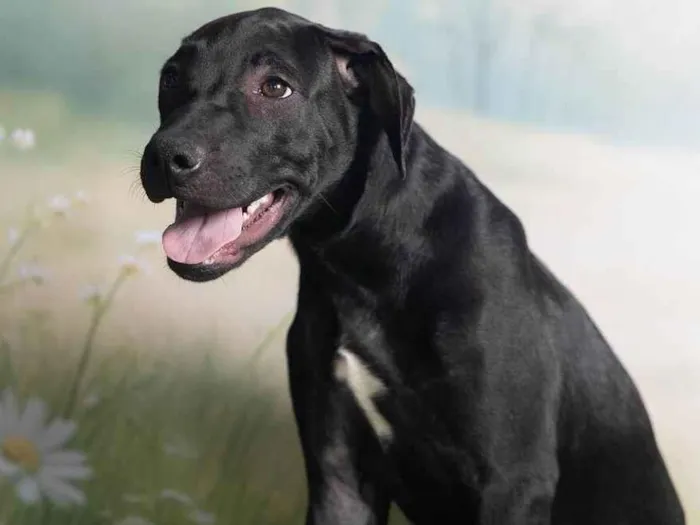 Cachorro ra a SRD-ViraLata idade 2 a 6 meses nome Bento 