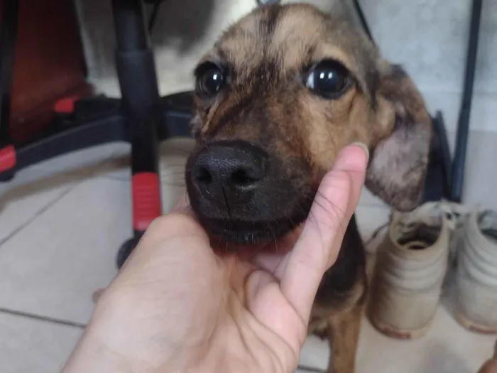 Cachorro ra a SRD-ViraLata idade 2 a 6 meses nome HEYAM NOWROOZ MOHAMMAD