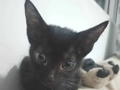Gato raça SRD-ViraLata idade 2 a 6 meses nome Fumacinha