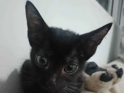 Gato raça SRD-ViraLata idade 2 a 6 meses nome Fumacinha