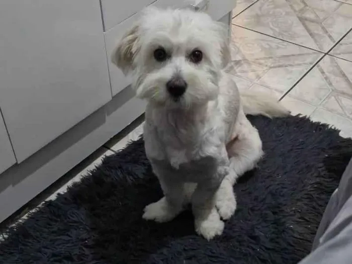 Cachorro ra a SRD-ViraLata idade 1 ano nome Judite 