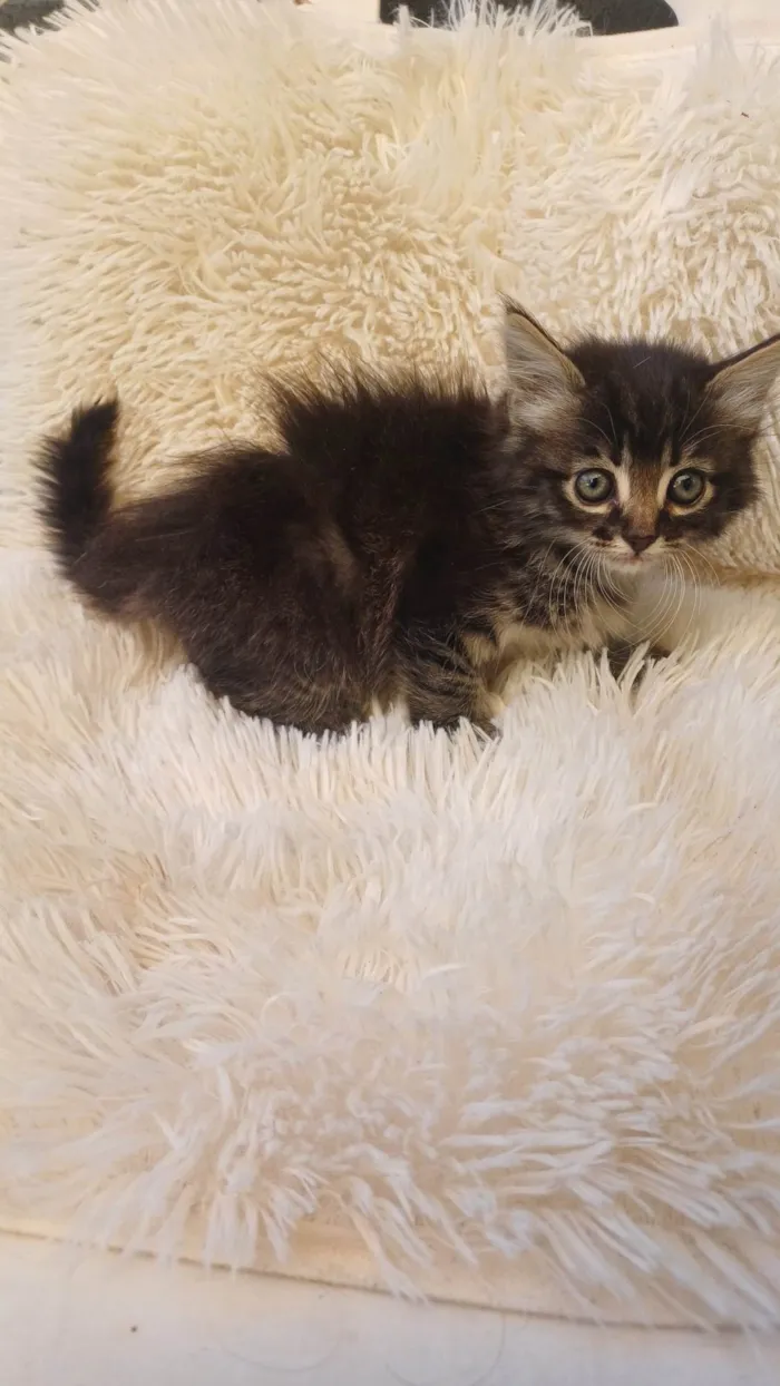 Gato ra a Persa idade Abaixo de 2 meses nome Persa bebê adocao