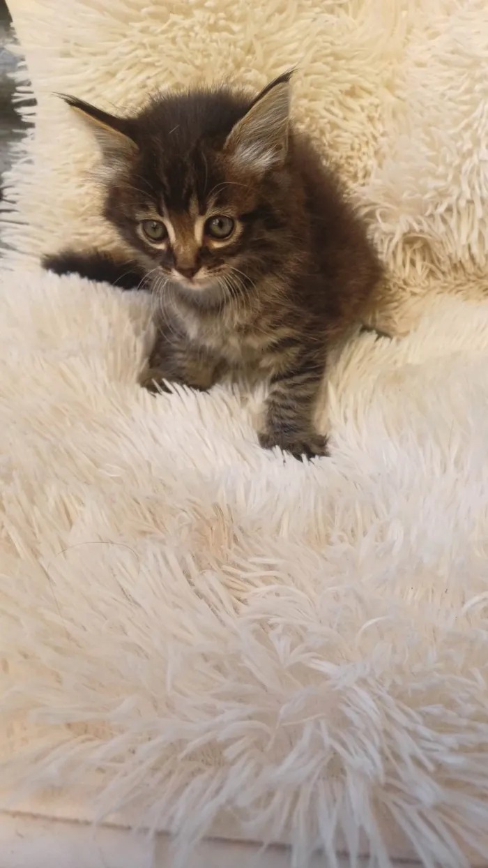 Gato ra a Persa idade Abaixo de 2 meses nome Persa bebê adocao