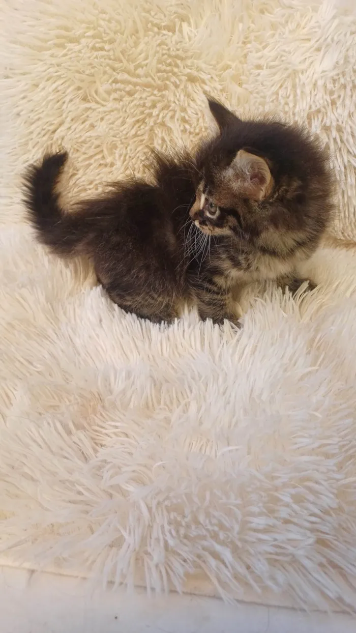 Gato ra a Persa idade Abaixo de 2 meses nome Persa bebê adocao