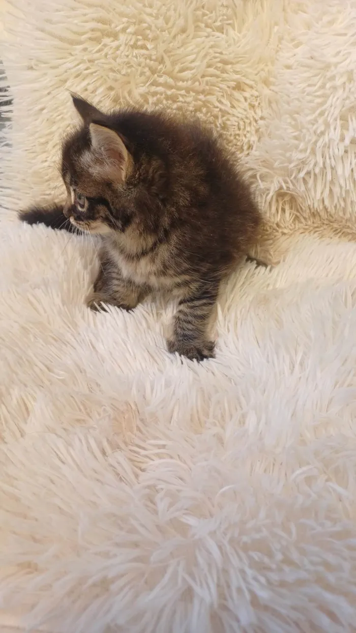 Gato ra a Persa idade Abaixo de 2 meses nome Persa bebê adocao