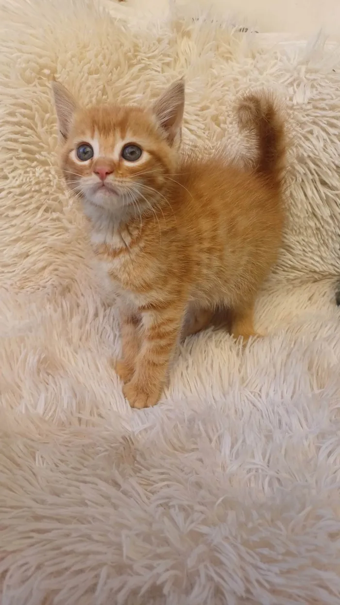 Gato ra a Persa idade Abaixo de 2 meses nome Mix persa adocao