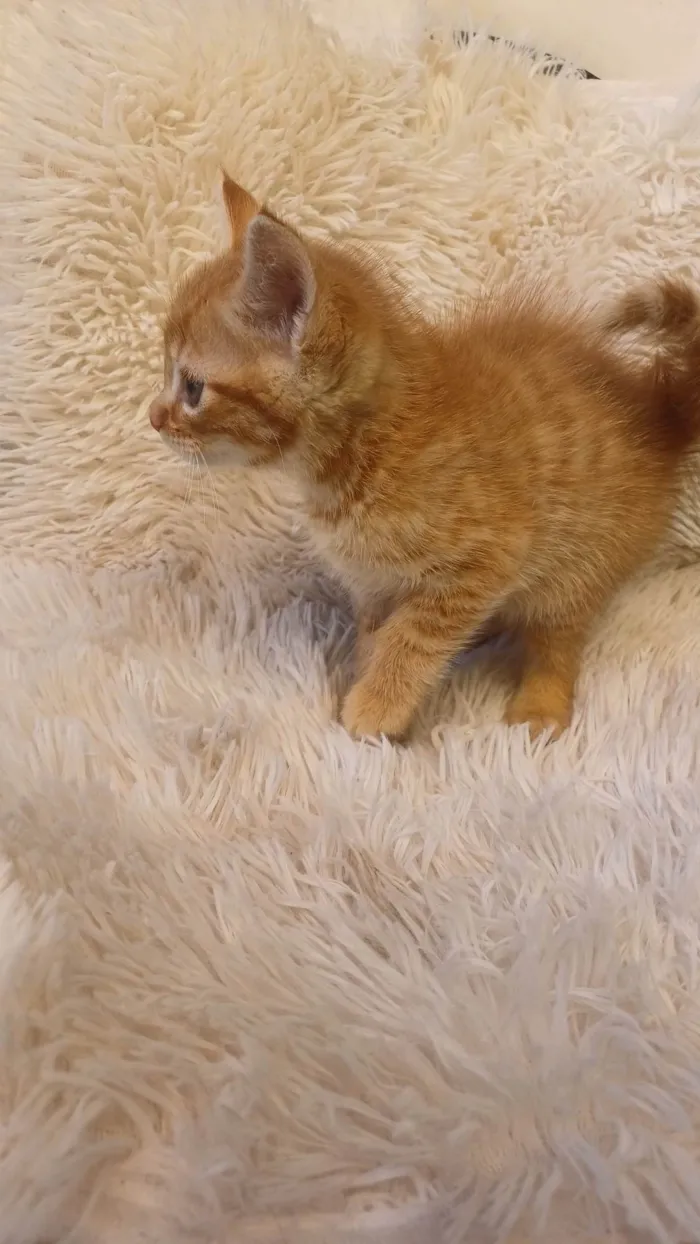 Gato ra a Persa idade Abaixo de 2 meses nome Mix persa adocao