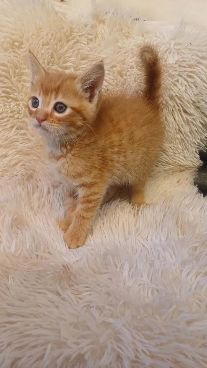 Gato ra a Persa idade Abaixo de 2 meses nome Mix persa adocao
