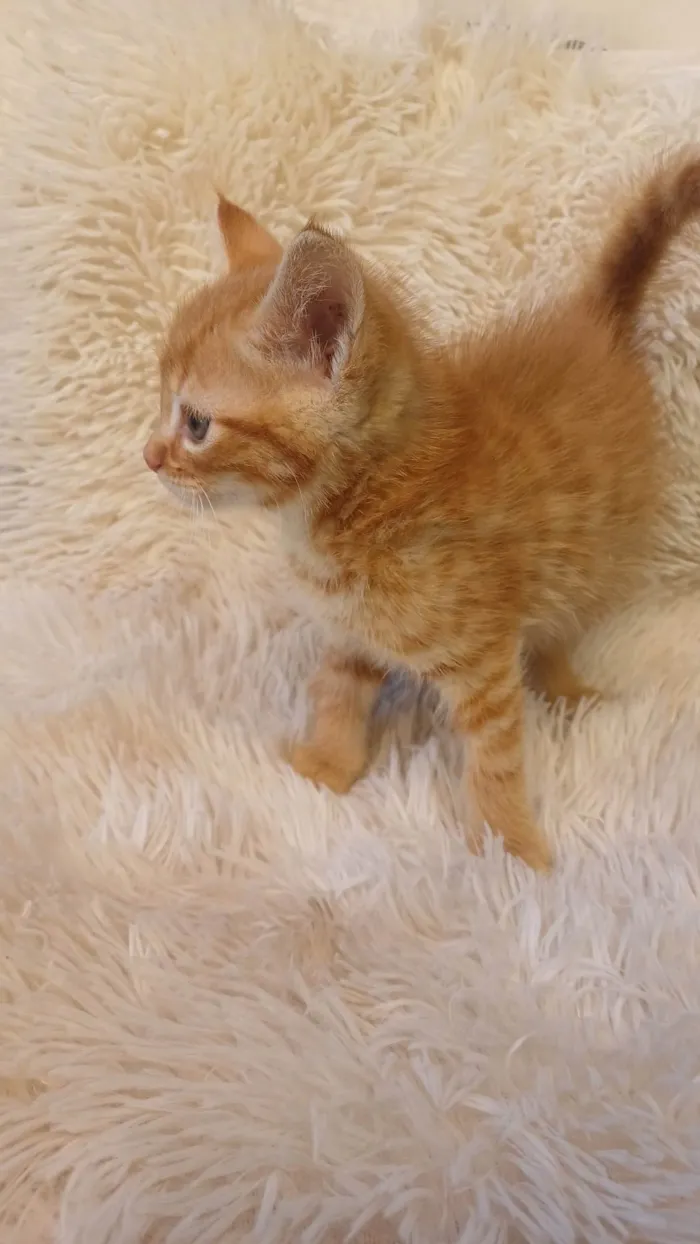 Gato ra a Persa idade Abaixo de 2 meses nome Mix persa adocao