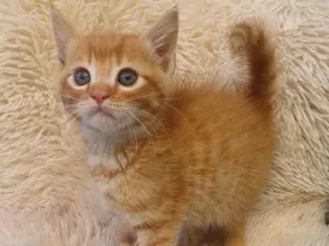 Gato raça Persa idade Abaixo de 2 meses nome Mix persa adocao