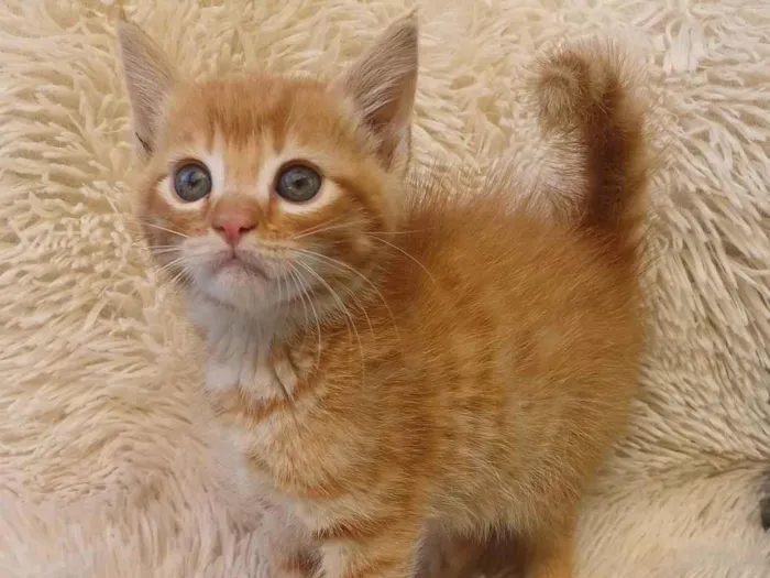Gato ra a Persa idade Abaixo de 2 meses nome Mix persa adocao