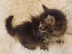 Gato raça Persa idade Abaixo de 2 meses nome Persa bebê adocao