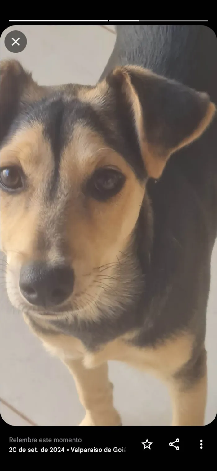 Cachorro ra a SRD-ViraLata idade 2 a 6 meses nome Não tem nomev