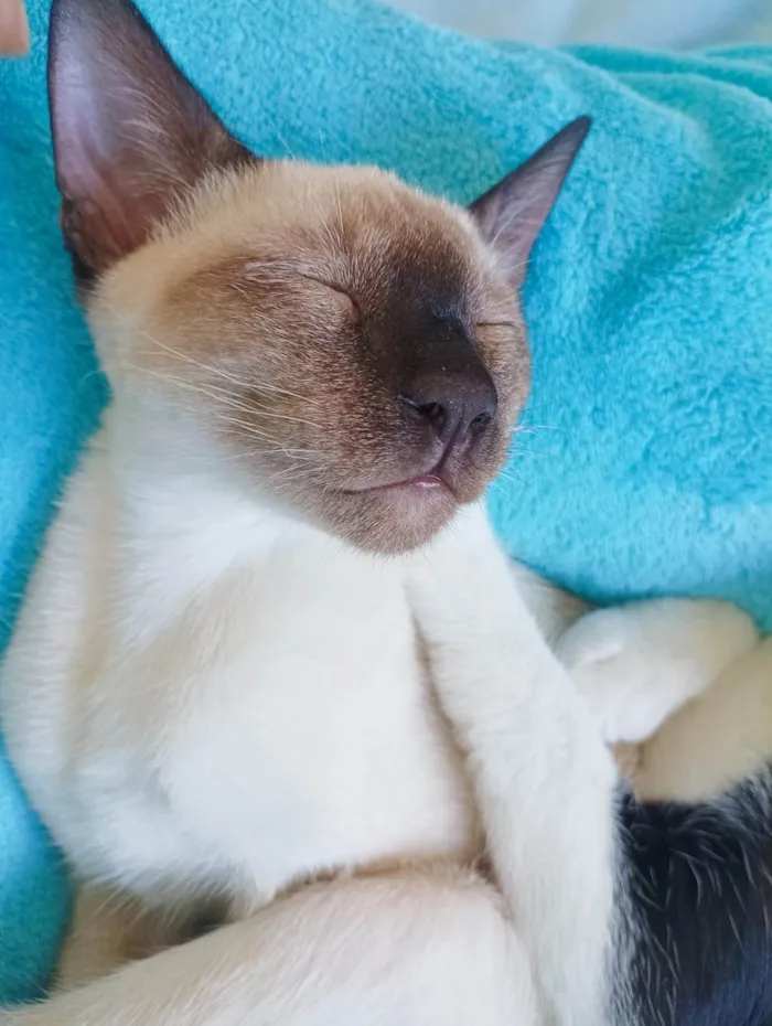 Gato ra a SRD-ViraLata idade 7 a 11 meses nome Koba