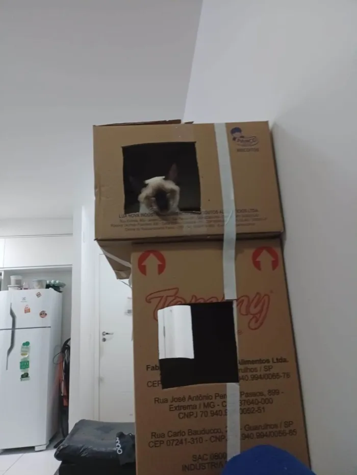 Gato ra a SRD-ViraLata idade 7 a 11 meses nome Koba