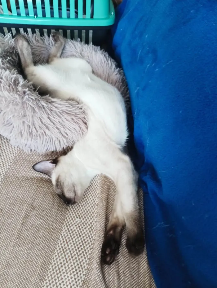 Gato ra a SRD-ViraLata idade 7 a 11 meses nome Koba
