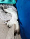 Koba