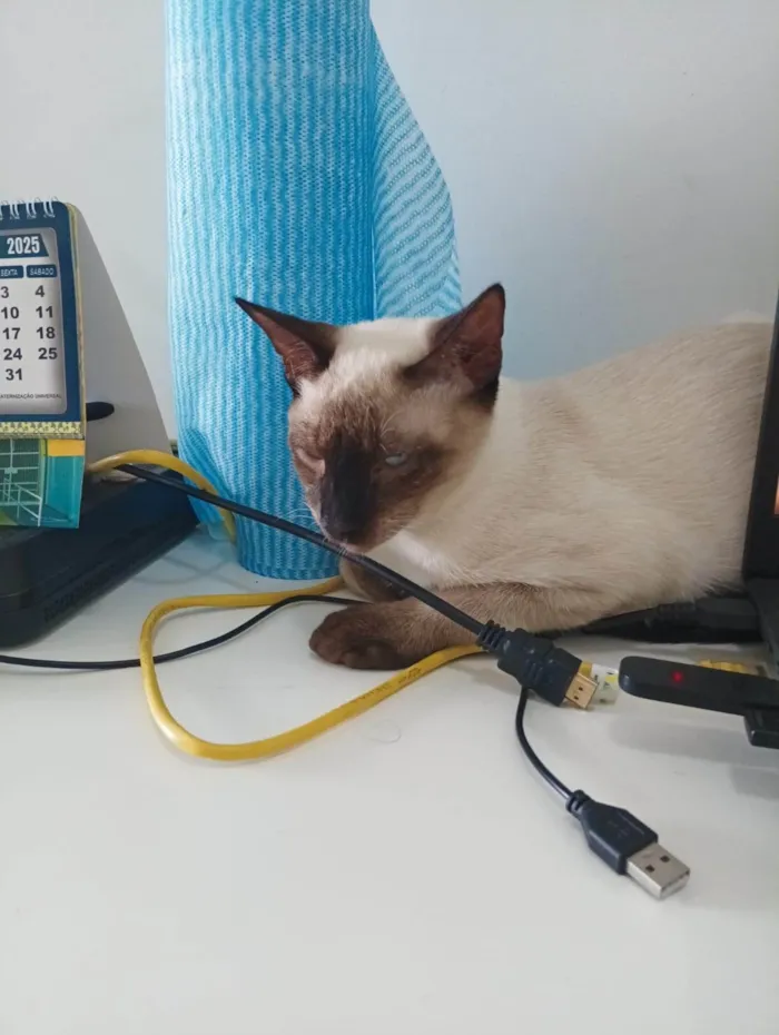 Gato ra a SRD-ViraLata idade 7 a 11 meses nome Koba
