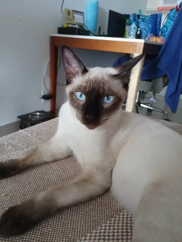 Gato ra a SRD-ViraLata idade 7 a 11 meses nome Koba