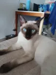 Koba