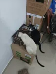Koba