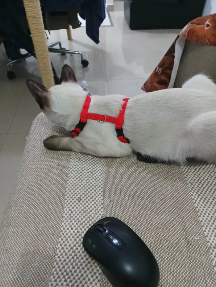 Gato ra a SRD-ViraLata idade 7 a 11 meses nome Koba