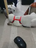 Koba