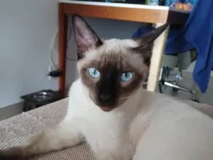 Gato raça SRD-ViraLata idade 7 a 11 meses nome Koba